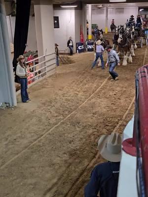 PBR night at the National Western Stockshow Flint Rasmussen riding shotgun  #fyp #foryoupage #fypviral #viralshorts #viralvideo #trending #horses #clydesdale #earthshakers #majestic #brokenspokeclydes #brokenspokeclydesdales #horsesoftiktok #enjoylife #livingmybestlife #workhardplayhard #enjoytheride #dreamscometrue #nwss2025 #nationalwesternstockshow #poweredbydolanram 