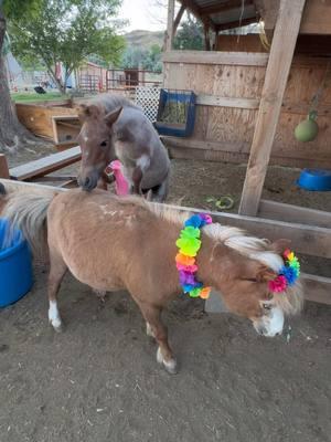 Hot Sauce and all his friends he’s made in the last year 💕#paizleysponies #paintedponiesranch #farmlife #horsegirl #ponies #horse #minihorse #horses #horsetok #fiesty #poniesoftiktok #animals #pets #friends #BestFriends #bff 