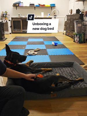 Foster dog gets a new bed🥰 #LIVEhighlights #TikTokLIVE #LIVE #DogTraining #dogtok #dogsoftiktok #dog #doglife #doglover #dogs #desok9training #desok9 @Red’s House Rescue Network 