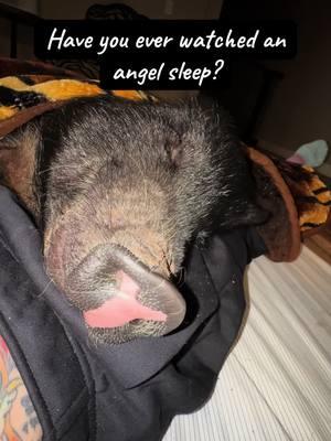 One of the most beautiful souls you will ever meet❤️ Mr Noodles…mamas boy…his best sleep is in my lap and he is truly an angel❤️ #angel #sleeping #animalsanctuary #saveanimals #rescueanimals #animallovers #piddyslegacy #Love #luvthesnout #nonprofit #pigs #sanctuarylife #sanctuary #fyp #whatwedo #howweroll #specialneeds #superpowers #blind #perfect #babyboy #potbellypig #minipig #california 