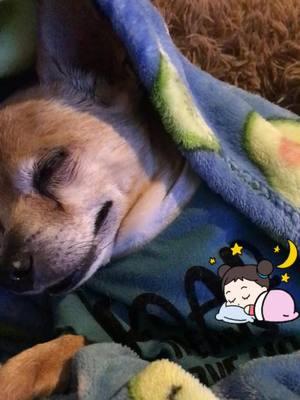 Goodnight 😴💤🙏Sweet Dreams 🛌 Mommy loves you #fy #goodnight #adorable #sleep#dogs #chihuahua #dogsoftiktok #chihuhuasoftiktok #pets #PetsOfTikTok #PetsOfTikTok #jesus #talkingdog #prayingdog #weloveyou 