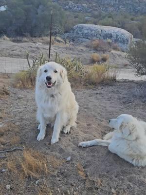 We're really going to miss everyone if this all goes away 🥺 Find us on Facebook and  Instagram, we'd love to be friends with you there 🤍🐾 #greatpyr #greatpyreneeslife #pyr #greatpyrenees #pyrenees 