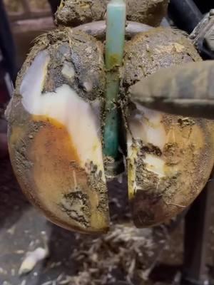 We take a DEEP DIVE into her SOLE - Part 1 #thehoofgp #natethehoofguy #hoof #hoofpicking #hooftriming #trending #thehoof #hoofcare 