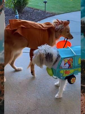 Most viral video#4 TRiCK or TREAT#dog #dogsoftiktok #goldenretriever #pranks #puppy #funny #lovedogs #doghouse #foryou #fypシ