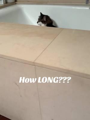 #howlong #cat #cats #catsoftiktok 