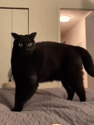 Black Cat Behavior 🖤😹 #FunnyCats #CatsOfTikTok #BlackCatBehavior #BlackCatsOfTikTok #blackcat