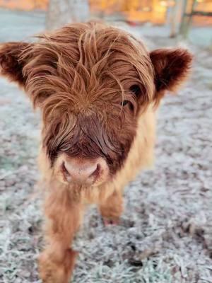 Natalie #millcreekfarmstn #cookevilletennessee #foryoupage #tennessee #fyp #highlandcattle #cowsoftiktok #calf #highlandcow #cold 