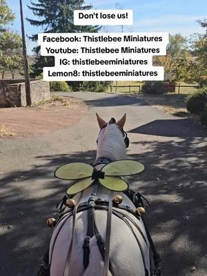 Keep sharing in our adventures! You have all been such a huge part of our lives. #carriagedriving #minihorse #miniaturehorse #thistlebeeminis #thistlebeeminiatures #pony #honeybee 