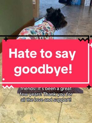 #Meme #MemeCut Luna is heartbroken #memenatal #pets #dog #dogsoftiktok #lunashowsall #nsapoo77 #redheartsclub #tbgfamilystrong #friends #savetiktok 