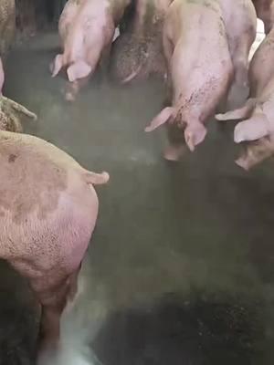 #piggy #relaxingvideos #piggypiggy #satisfyingvideo #pig #piggyspa #pigbath 