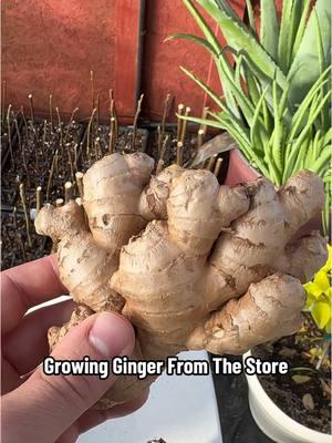 🌱 How to Grow Ginger from Grocery Store Ginger! 🛒🍂 Want endless ginger at home? This step-by-step guide shows you how to turn store-bought ginger into thriving plants with fresh, homegrown ginger root! 🌿🍠 It’s easier than you think! No green thumb? No problem. 🪴✨ grow ginger at home, grocery store gardening, homegrown ginger root, indoor gardening tips, backyard gardening, ginger growing tutorial, easy gardening hacks, sustainable gardening, beginner gardening ideas, grow food at home, edible gardening, ginger propagation, how to grow ginger indoors, garden-to-table tips, gardening for beginners, DIY ginger garden Watch now to learn: ✅ How to pick the best ginger at the store ✅ The trick to prepping and planting ✅ How to care for your ginger as it grows Start growing your own fresh, flavorful ginger today! Perfect for teas, cooking, and boosting your immune system naturally. #GrowGinger #GroceryStoreHacks #GardeningMadeEasy #SustainableLiving #EdibleGardening #DIYGarden #HomegrownFood 