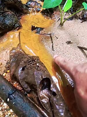 Wow.., Shocked the world 😱‼️Amazing gold discovery in the scary river. #goldprospecting #golddiscovery 