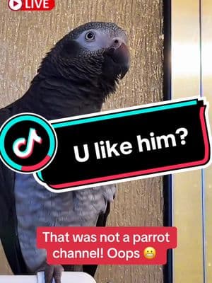 LIVE Replay… wrong channel mom! 😆 #leosworld #talkingparrot #funnypet #africangrey #birdintelligence #laugh @2024motivateme 