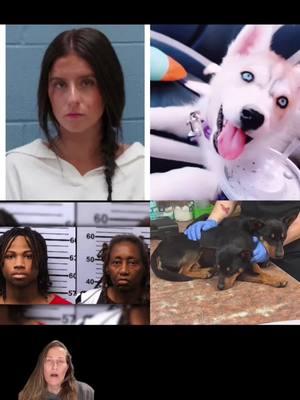 #greenscreen hopefully this is a small sign of things to come when animal cruelty occurs #animalsoftiktok #puppy #taylorcolbert #animal #cruelty #dogs #dogsoftiktok #dogsvideo #news #puppydog #animalcruelty 