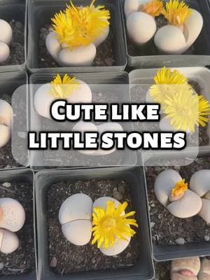 Time to change leaves #terragarden #viral2025 #lithops #succulents #newvariety 