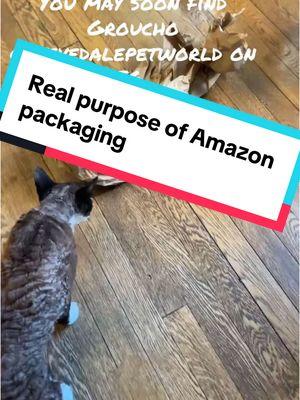 Amazon packaging is for cats first! #groucho #devonrex #catsoftiktok #catbehavior #catenrichment #catsandboxes #catsandamazon #amazonpackages #stevedalepettips #stevedale 