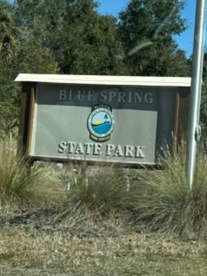 Worth astop at Blue Springs. So amazing everytime over 300 manatees today. Also fish cover the entire creek bottom. #manatee #bluesprings #foryoupage #fyp 