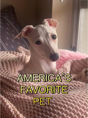 vote for the underdog 💪🏻 💓 he may be small, he may be pink, but he’s got what it takes to wear the crown! 👑 🇺🇸  #italiangreyhound #iggiesoftiktok 