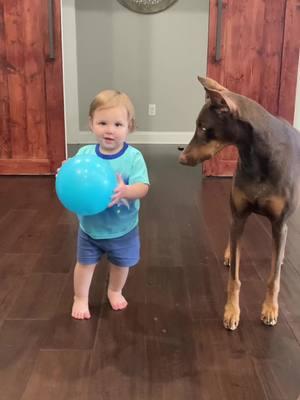 Toddler Vs Dog ❤️🐕🐕😮#trick #respect #reposting #real #2024 #2025 #cute #lost #dobiewonkenobi #video #funnymoments #western #usa_tiktok #tennessee #memories #memphis #dogsoftiktok #dobermanpinscher #dog #doberman #dogsofttiktok #funnyvideos #cutebaby #TikTokShop #tiktokpartner #tiktokfood #usa_tiktok #usa🇺🇸 