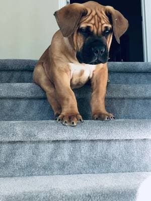 Maximus is worth everything . . #puppiesofinstagram #puppylove #boerboel #boerboelpuppy #boerboelsofinstagram #dogs #dogsofinstagram #maximusandmorpheus #puppyvideo #dogvideos #doginfluencer #fyp #cute #🥹 #🐾 #💗 #puppydog #puppydaily #puppydays #puppy #dogtok #worthit #moneywellspent #thatface #thatfacetho 