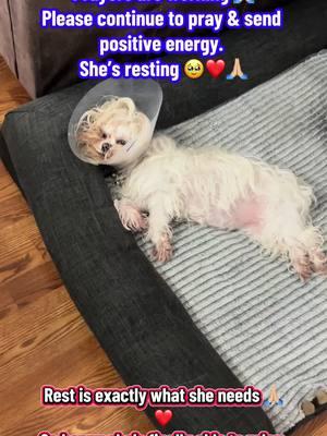 Prayers are working. Bella has been circling and bumping into things since yesterday. She would lay on the floor at times but the. Get right back up and start circling again. I’m happy she finally is laying on the bed where she usually lays during the day and resting.  Made me so happy to hear her snoring 😴🥰❤️❤️. Prayers and positive energy is working everyone. Thank you so much 🙏🏼❤️ #cancersucks #fightingcancer #cancersurvivor 