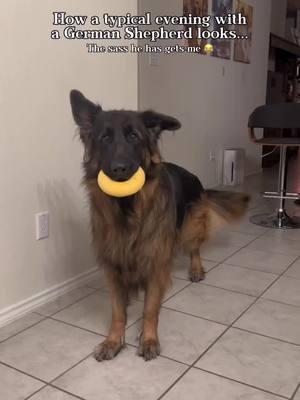 The is an authentic evening with a German Shepherd 😂 #germanshepherd #dogsofinstagram #funnydogvideos #cutedogsofinstagram