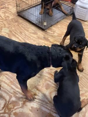 We have two male puppies available for rehoming. They’re are 12 weeks old AKC German Rotties.#RottweilerPuppies #DogLovers #Rottweiler #FamilyDog #PuppyLove #FamilyDog #southcarolina #northcarolina #mckoyrotties #newfamilymembers😍😇 #massflowing  You can inbox me if you’re interested in them