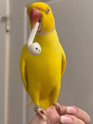 STEALIN AIRPODZ LIKE I’M STEALIN HEARTZ ON 2DAYZ EPISODE OF ~SEXII SATURDAY~ 🔥☕️🥵☀️🌶️ #TeamTwinkie #CeleBIRDY #PamperedParrot #bird #parrot #birdtok #parrottok #birdsoftiktok #parrotsoftiktok #indianringneck #ringneckparrot #irn #birb #cute #banana #yellow #weekend #saturday #airpod 