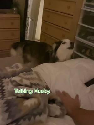 In case tiktok gets banned follow us on Instagram! Link in bio! #tiktokhusky #huskylife #funnyhuskyvideo #lunathehusky #talkinghusky #talkingdog #huskysoftiktok #husky #prettyhusky #wolfdog #huskyhowling #huskytalkingback  #huskytalk #talkingdogsoftiktok #wolfdog #bordercollie #gianthusky #souldog #puppiesoftiktok #onthisday 