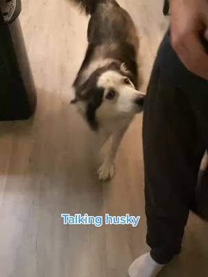 In case tiktok gets banned follow us on Instagram! Link in bio! #tiktokhusky #huskylife #funnyhuskyvideo #lunathehusky #talkinghusky #talkingdog #huskysoftiktok #husky #prettyhusky #wolfdog #huskyhowling #huskytalkingback  #huskytalk #talkingdogsoftiktok #wolfdog #bordercollie #gianthusky #souldog #puppiesoftiktok #onthisday 