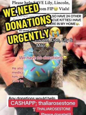 Please consider donating before TikTok is completely banned.  I am so scared, I don’t know what I’m gonna do to help the kitties. ##stoptiktokban##DonateWithLove##adoptdontshop##HelpStrayCats##AnimalLovers##SupportSmallRescues##catrescuer##catsoftiktok##animalsoftiktok##helpsavecats##cats##cattok##catlover##savecats##straycat##FosterCats##CatRescue##StrayCats##straycat#onthisday 