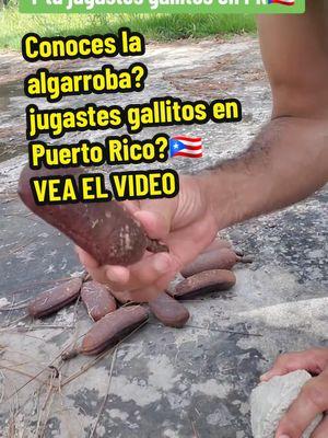 #onthisday #fyp #puertorico #campo #gallitos #algarroba #recordaresvivir #dtmf 