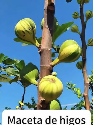 Esta es una nueva variedad de higos gigantes, fáciles de cultivar, saben muy suaves, dulces, muy deliciosos, se puede cultivar en cualquier lugar, no recoge tierra ni suelo, no tiene miedo del frío y el calor, ese año de plantación dará frutos.   #srksucculents #figtree #outdoor #reelsus   #TikTokShopLoveAtFirstFind  #spotlightfinds