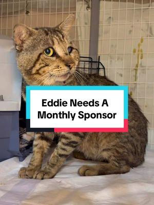 ✨Special Needs Saturday: Meet Eddie!✨ Does everyone remember Eddie? He was one of our complex medical cases last year. He had such a rough street life and got the care he needed thanks to your donations. He has to wear a diaper daily because he is incontinent but that doesn’t keep him down!  Caring for Eddie means extra supplies like diapers, wipes, mediation and vet check-ups, and he needs a monthly sponsor to help cover his special care. We are looking for a monthly sponsor for Eddie to ensure he gets everything he needs to live his best life! Can you be Eddie’s hero? Sponsorships make a huge difference in the lives of special needs pets like him. If you’d like to help comment “Eddie123” and we will send you the sign up link! In return we will send you special monthly updates on him! ❤️ Let’s show Eddie that being different makes him even more special. ❤️  #specialneedssaturday #sponsorapet #diapercat #specialneeds #specialneedspet #specialneedscat #adoptaspecialneedscat 