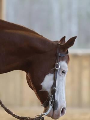 When the cattle need settling, Murphy gets the call 📞  #ranchhorse #themurphy #aqha #apha #sniperssmokinggun #snipersfirstlady #crossjtack #donrichsaddlery #NextLevelPerformanceHorses #cattle 