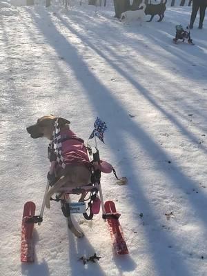 #missfitpups #minnesota #ourforhomemissfitpups #momentslikethis #morningdoves #rescuedog #dogoftiktok🐶♥️ #wheelchair #dog #dogmeetsworld #tiktokban 