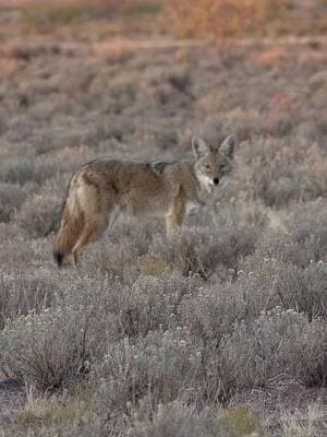 Using FOXPRO’s FoxFusion you can play two sounds at once. This coyote couldn’t resist the sound of teo different rabbits playing simultaneously. #foxpro #coyote #hunting #coyotehunting #weliveforthis  Alt Description: A coyote comes to the FOXPRO X360. 