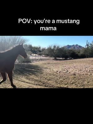 🌵🏜️ mustangs have this mamas heart #fyp #arizona #mustang #horse #gelding #rescue #desert #giddyup #rodeo #mare 