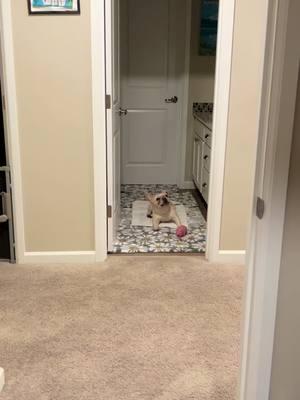 “Nap Time for the Squeaky Pigs” Meet Dallas, the sleep-trained French bulldog with the cutest bedtime ritual. When she won’t stop barking at her squeaky pigs, I tell her, “It’s time to put them down for a nap.” This time, she brought them into the bathroom herself, almost like she wanted me to put them to sleep for her. Poor girl has been traveling so much lately—she was so tired. After I tucked the squeaky pigs in, Dallas instantly passed out with them. She’s such a drama queen, but we love her for it. #FrenchBulldog #Frenchie #FrenchiesOfTikTok #SleepyFrenchie #DogLover #PetHumor #DogMomLife #FrenchieDrama #TravelDog #SqueakyToys #ViralDogs #DogsofTikTok #FunnyPets #FrenchieNapTime #CuteDogs #DallasTheFrenchie #FrenchBulldog #FrenchieLove #funnyfrenchies 