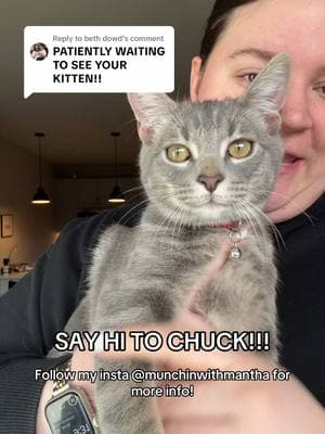 Replying to @beth dowd MEET CHUCK YALL! I got him from @Best Friends in bentonville, Arkansas!! #mwm #munchinwithmantha #cat #newcat #kitten #cattree #walmart #amazon 