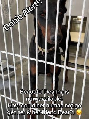 ADOPT DEANNA!!  ID #A813857 (available 1/18/25) **CAME IN W/ BEAR A813858** Located: Devore Shelter Description: I am a black and brown, unaltered female, who looks like a Doberman Pinscher. Age: I am estimated to be 5 years old. More Info: I am in kennel D 62. I have been at the shelter since Jan 13, 2025. I was found near Vermont And 2Nd St in Muscoy. Shelter information Location: San Bernardino County - Devore Shelter Phone Number: (909) 386-9820 Address: 19777 Shelter Way San Bernardino, CA 92407 Rescue coordinator email:  SBAC.rescue@dph.sbcounty.gov #rescuingsaveslives #fosteringsaveslives  #devoreshelter #devoreanimalshelter #devoreshelterdogs #spayandneuter  #microchipyourpets #fyp #foryourpage #foryoupage #help #rescue #la #sandiego #sanbernardino #cali #california #dobiesoftiktok #dobermanpinscher #dobie 