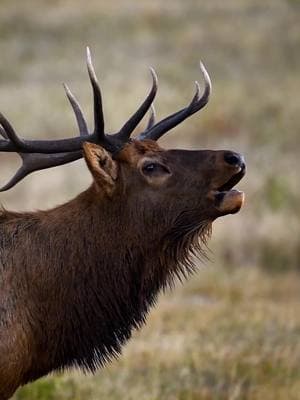 Eric the Elk just realized someone ate his leftovers. 😫 . . . . . . . . . . #elk #elkrut #elkbugle #bugling #wildlife #funnyanimals #cuteanimals #animalmemes #memes #utahwildlife #grandtetonnationalpark #yellowstonenationalpark #yourshotphotographer #natgeoyourshot  #sonyalpha #sonyalphafemale @sonyalpha #earthcapture  #earthfocus #bbcearth #sonyearth #natureismetal #colorado #rockymountainnationalpark 