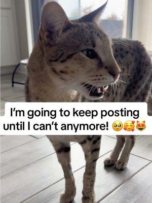 I’m going to keep posting until I can’t anymore! 🥹🥰😻 #fyp #cat #cats #catsoftiktok #catslovers #meow #savannahcat #purr #meowing #purring #cute #trending #goingtomissyou #loveyouall #foryoupage 