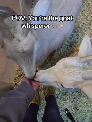 Come have fun interacting and feeding our animals today at SeaQuest! 👀✨ They love meeting you and having fun! #goat #goatsoftiktok #cuteanimals #aqaurium #zoo 