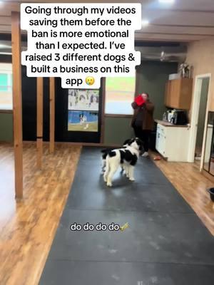 Y’all I’m SAD 😭 #dogtok #DogTraining #tiktokban #findme #dogsports #dogtrainer #creeksidecanine606 #spaniels 