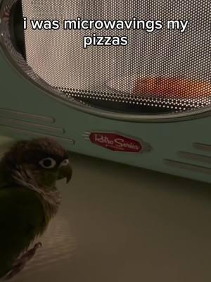 lulu is the jiggy master #funkypizza #greencheekconure #sillybird #parrotsoftiktok #goofyahh #conure #birdedit #fypシ゚viral 