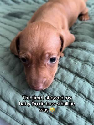 I guess this is bye guys 🥺 #dachshund #minidachshund #puppy #sausagedogcentral 