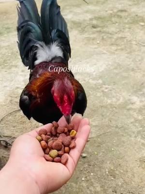 Saludos razita feliz sabaduk como ven mi nuevo perrito peruvian x hatch #fyp #fupシ #fupage #viral_video #gallos #galleros #gallosmexico🐓👌 #gallera #gamefowllife #gamefowllife #caposblacks #gallosgallosfinos #gamefowl #caposblacks #gallerosdecorazon #gamefowlnation 