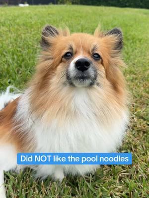 I am SO SORRY😭🥺💔… #poolnoodles #creator #tiktokban #pool #dogs 