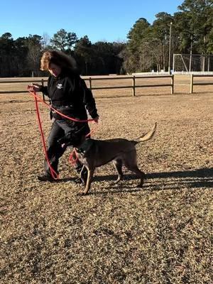 This K9 SAR team is looking awesome with obedience!!! Always working hard and looking good!!! #foryoupage❤️❤️ #fyp #funday #goodstuff #LifeIsGood #searchandrescue #sar #hrd #dog #dog #DogTraining #foryourpage #discipline #malinois #workingdog 